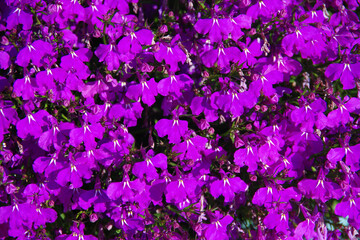 Bed of purple lobelia erinus flowers