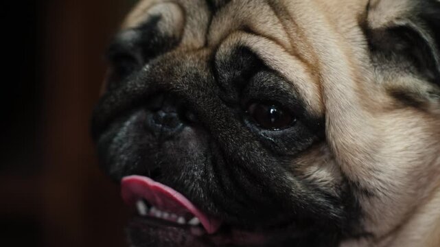 Cute adult pug looking at camera with tongue out, loyal domestic pet and dog care concept