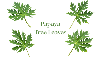 Papaya Leaves PNG Set, Four Highly Detailed 4K Green Papaya Tree Leaves with Large Palmate Shape, Deep Lobes, and Radiating Veins Isolated on White Background for Botanical and Nature Design