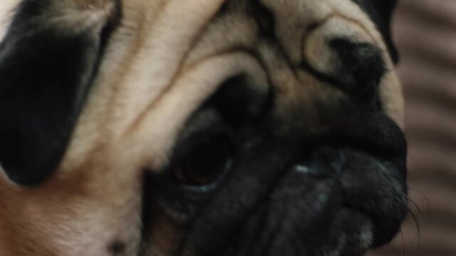Cute funny pug dog close-up portrait looking at camera, loyal domestic purebred pet at home