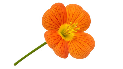 Orange flower with yellow center and green stem isolated on a transparent background single bloom floral