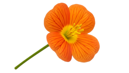Orange flower with yellow center and green stem isolated on a transparent background single bloom floral
