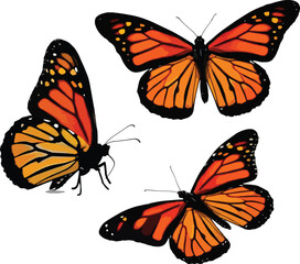 Obraz premium A trio of monarch butterflies in flight, showcasing their detailed orange and black wings , Generative Ai