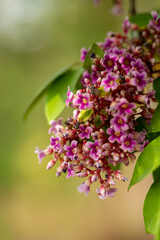 Obraz premium Close up of beautiful pink Star apple or Bauhinia bilimbi Linn flowers on tree branch in the garden