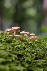 Macro Shot Of Small Fungi With Orange Caps Emerging From A Bed Of Green Moss. The Background Is Softly Blurred.