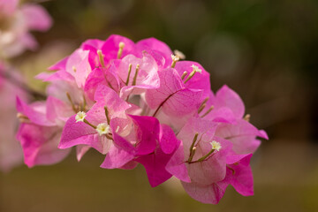 Close up of pink bougainvillea flowers in the garden