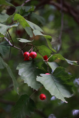 A Branch Of A Hawthorn Bush With Ripe Red Berries And Green Foliage. The Image Is Set Against A Dark Natural Background.