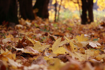 Ground Level View Of Dry Yellow And Orange Leaves Covering The Forest Floor. A Blurry Autumn Park Landscape Is In The Background.