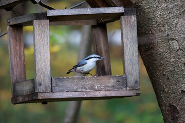 A Small Nuthatch Bird With Blue And White Feathers Sits In A Wooden Birdhouse. The Background Shows Blurred Autumn Trees.