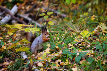 A Wild Squirrel Sits In The Grass Surrounded By Autumn Foliage. The Animal Looks Alert In Its Natural Forest Habitat.