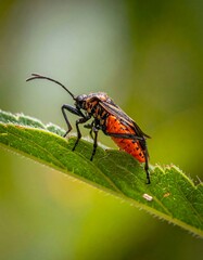 Insect with black legs and antenna on a vibrant green leaf