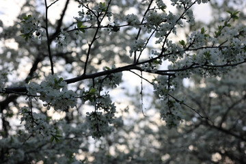 Branches Of A Fruit Tree Covered In White Flowers During Spring Bloom. The Image Captures The Fresh Atmosphere Of A Garden In May.
