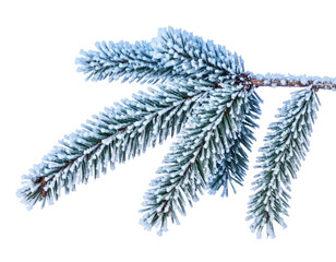 Frost-covered evergreen branch against a black backdrop, close-up shot
