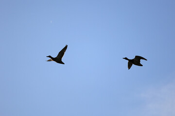 Silhouettes Of A Pair Of Ducks In Flight Against A Bright Blue Sky. The Image Captures The Freedom Of Wildlife And Bird Migration.