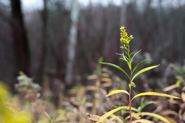 A Single Tall Plant With Small Yellow Flowers Stands Out Against A Dark Defocused Forest Background. The Image Captures The Delicate Beauty Of Autumn Wildflowers.