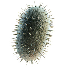 A detailed 3D rendering of a bacterial pathogen with spikes and a textured surface.