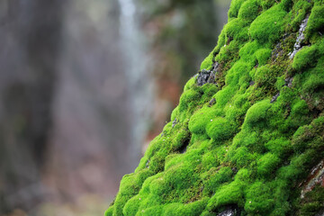 A Close Up View Of Thick Green Moss Covering The Trunk Of An Old Tree. The Image Highlights The Natural Texture Of Bark And Soft Vegetation In A Forest.