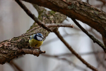 A Small Blue Tit Bird Sits Alert On A Rough Tree Limb. The Photo Captures The Bright Yellow And Blue Feathers Against A Natural Woodland Background.