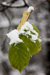 A Close Up View Of Green Foliage Dusted With The First Snow Of The Season. The Contrast Between The Bright Green Leaf And Cold White Frost Symbolizes The Change Of Seasons.