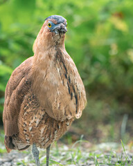 Fototapeta premium Wild bird photographyof Malayan Night Heron(Gorsachius melanolophus)