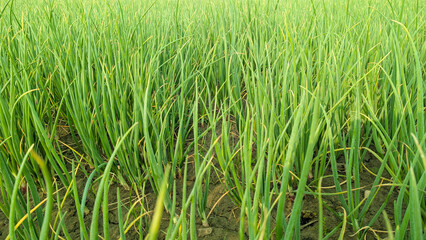 Green onion growing in the garden, Green Onion Production in the field, Beautiful onion plants on the farm.Green onions growing in the field.