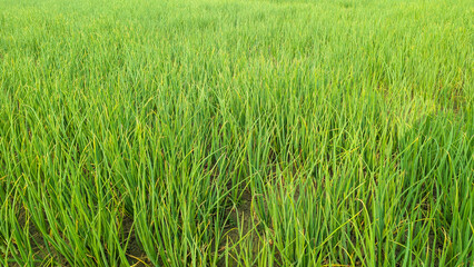 Green onion growing in the garden, Green Onion Production in the field, Beautiful onion plants on the farm.Green onions growing in the field.
