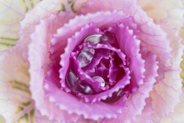 flowering kale