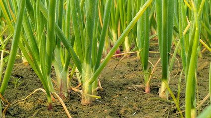 food, fresh, white, onion, isolated, vegetarian, vegetable, ingredient, green, raw, healthy, organic, natural, background, cooking, spring, cut, nutrition, group, diet, ripe, leaf, cook, scallion, pla