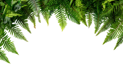 A vibrant, lush green fern border against a transparent background, perfect for framing text or enhancing design with a natural touch.