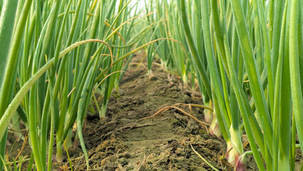 food, fresh, white, onion, isolated, vegetarian, vegetable, ingredient, green, raw, healthy, organic, natural, background, cooking, spring, cut, nutrition, group, diet, ripe, leaf, cook, scallion, pla