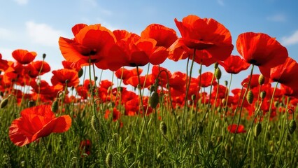 Obraz premium Bright red poppies in bloom against a clear blue sky in a vibrant field landscape