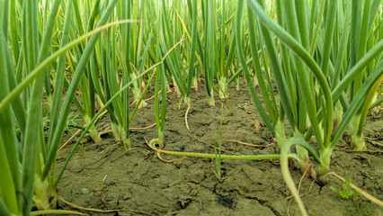 food, fresh, white, onion, isolated, vegetarian, vegetable, ingredient, green, raw, healthy, organic, natural, background, cooking, spring, cut, nutrition, group, diet, ripe, leaf, cook, scallion, pla