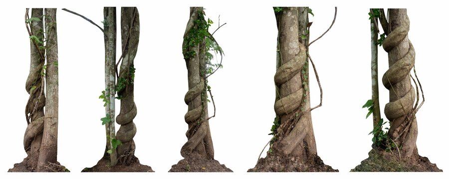 Forest tree trunks with climbing vines twisted liana plant and green leaves  isolated on white background, clipping path included.