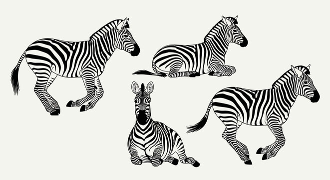 Zebras in various poses with transparent background