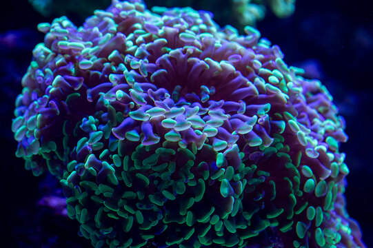 Close Up of Purple and Green Coral Underwater