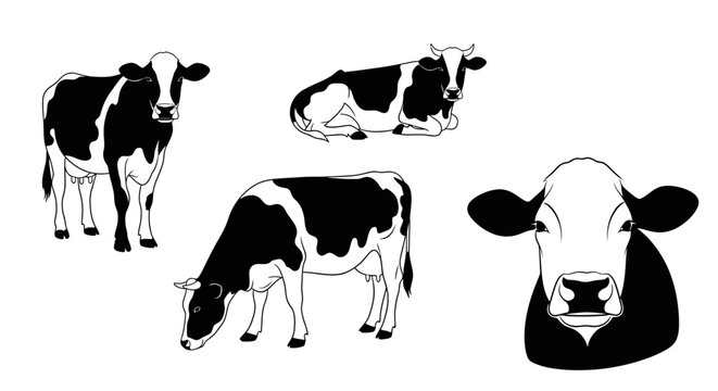 Holstein cows in various poses with transparent background
