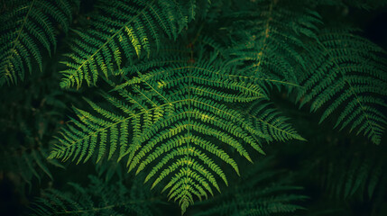 Lush green fern leaves forming a dense natural background with rich texture, perfect for nature design, organic themes, wellness concepts, and calm visual mood