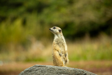 Meerkat Standing Tall on a Rock in a Green Environment