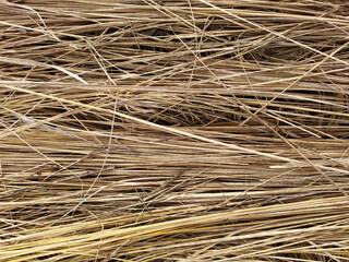 Yellow dry grass. Texture of dried grass stems, background.