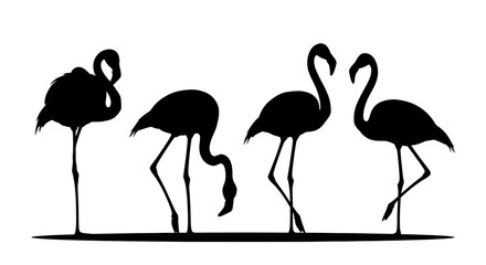 Obraz premium Flamingos silhouettes standing together