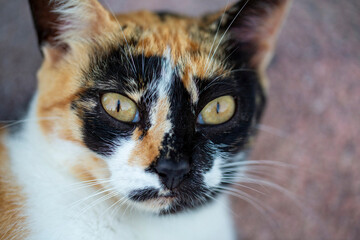 Close Up of a Calico Cats Face