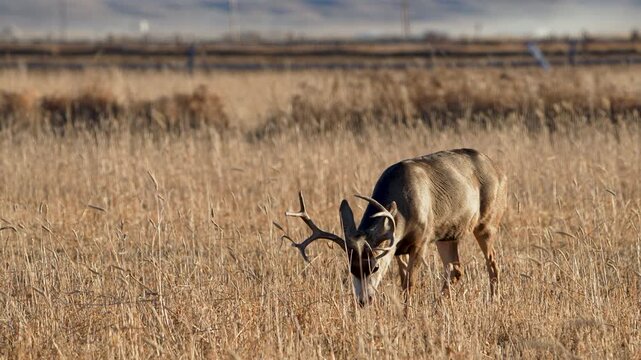 Mule deer buck grazing in a farm field in Utah as it chews in slow motion.