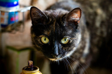 Close Up Of A Black And White Cat With Green Eyes In An Indoor Setting