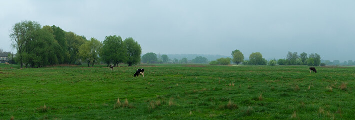 Wide rural landscape with cows grazing on lush green pasture, trees in background, calm countryside atmosphere during cloudy spring weather.