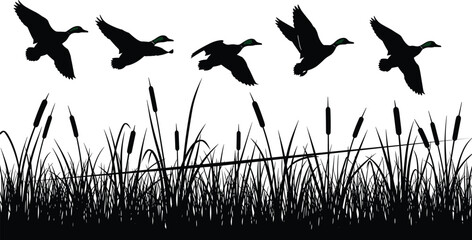 Flying mallard ducks silhouette, marsh grass with cattails, waterfowl hunting landscape, wetland wildlife nature scene, bird migration lake pond, cad drawing flat vector illustration