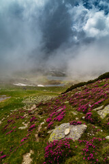 Beautiful fir tree forests, pristine glacier lake, rocks and spring flowers in the Transylvanian Alps in summer