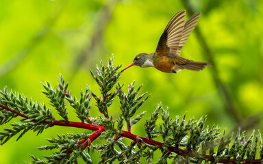 Rostbauchamazilie (Amazilis amazilia, Syn.: Amazilia amazilia),  Lessonamazilie © SBOR Naturfotografie