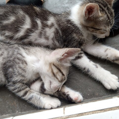 Grey Kitten Sleep