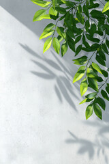 Fresh green leaves extend from thin branches on a clean white background, creating a minimalist and natural botanical composition. T