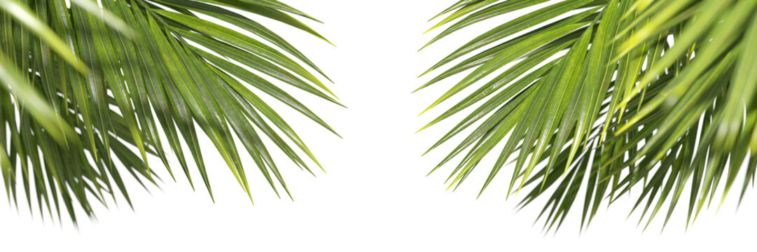 Palm leafs serenity holiday environmental isolate on on transparent backgrounds 3d render png